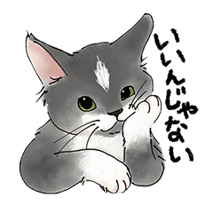 [LINEスタンプ] 猫好きパーソンが毎日使えるスタンプの画像（メイン）
